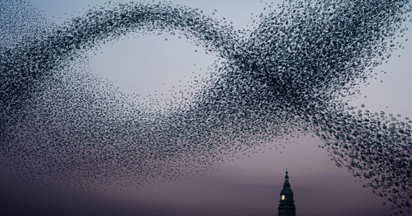 Media Name: murmurations.jpg