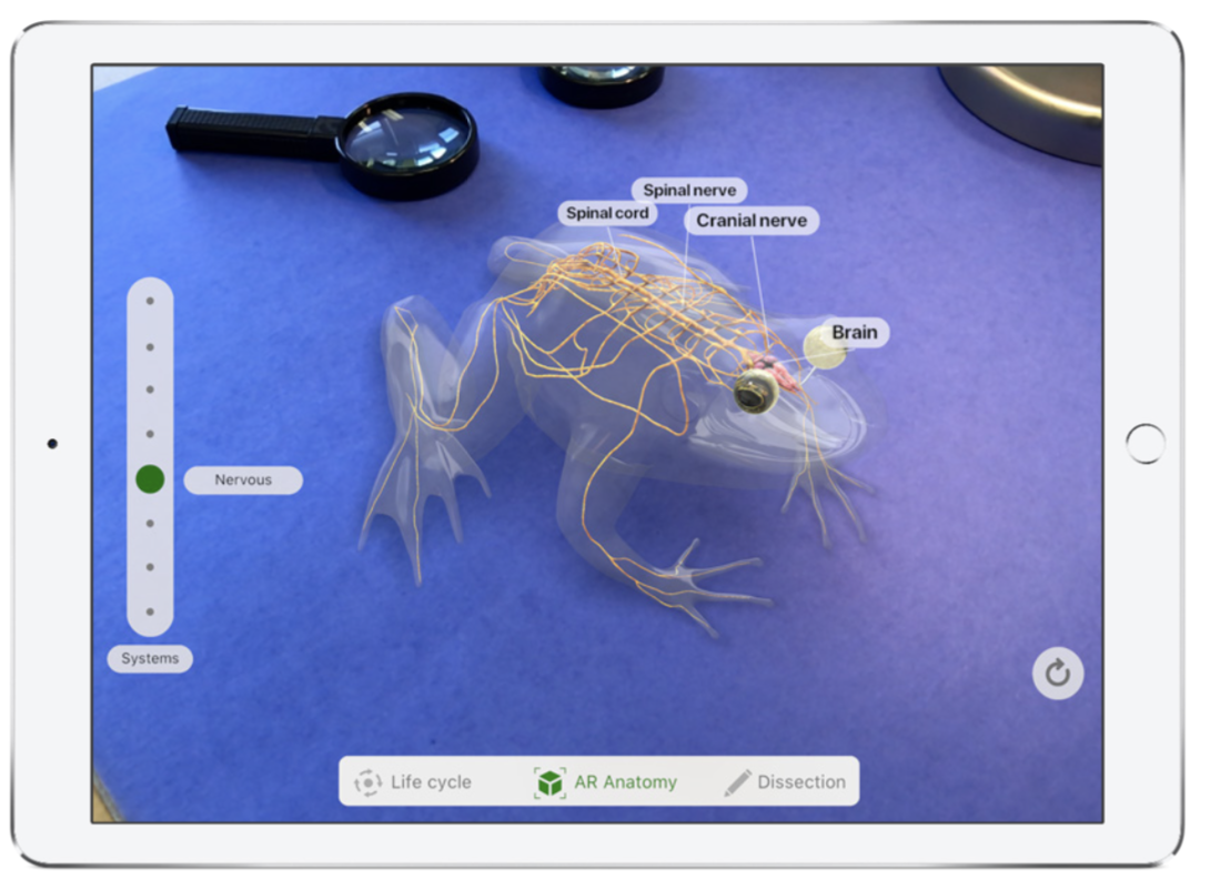 virtual frog dissection game virtual frog dissection game